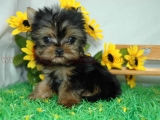 teacup yorkie